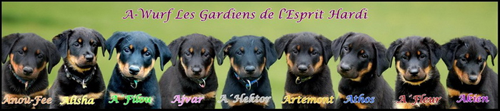 beauceron-net.de