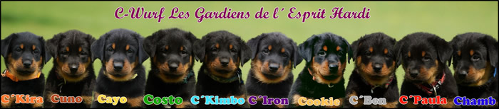 beauceron-net.de