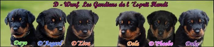 beauceron-net.de