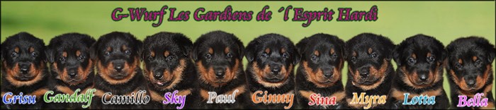 beauceron-net.de