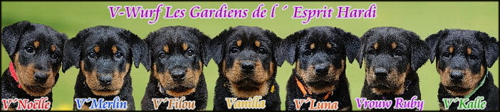 beauceron-net.de