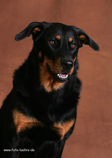 beauceron-net.de