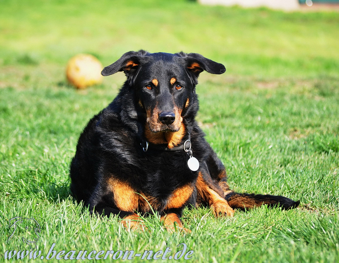 beauceron-net.de