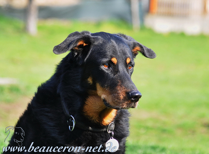 beauceron-net.de