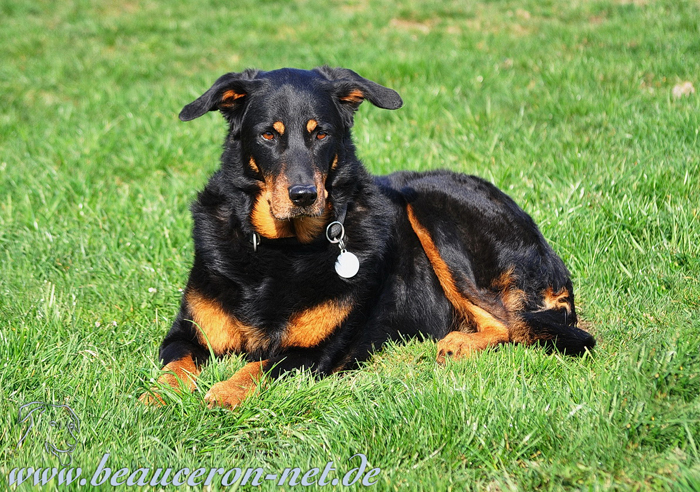 beauceron-net.de