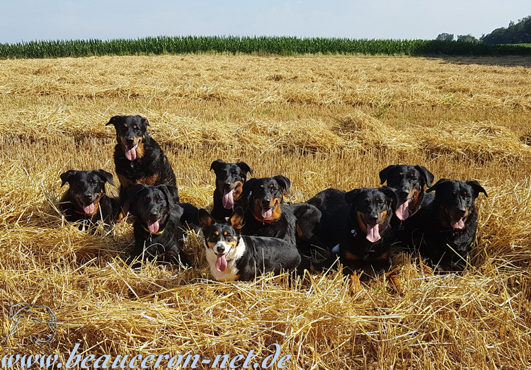 beauceron-net.de