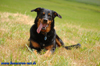 beauceron-net.de