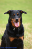 beauceron-net.de