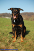 beauceron-net.de