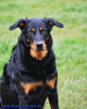 beauceron-net.de