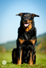 beauceron-net.de