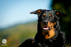 beauceron-net.de