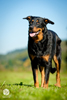 beauceron-net.de