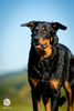 beauceron-net.de