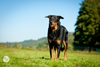 beauceron-net.de