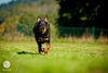 beauceron-net.de