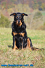 beauceron-net.de