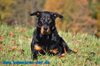 beauceron-net.de