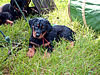 beauceron-net.de