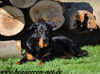 beauceron-net.de