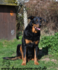 beauceron-net.de