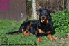 beauceron-net.de