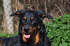 beauceron-net.de