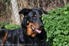 beauceron-net.de