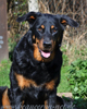 beauceron-net.de