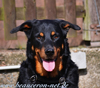 beauceron-net.de