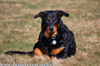 beauceron-net.de