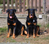 beauceron-net.de