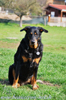 beauceron-net.de