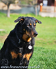 beauceron-net.de