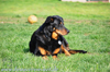 beauceron-net.de