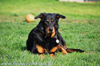 beauceron-net.de