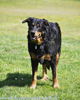 beauceron-net.de