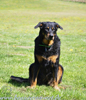 beauceron-net.de