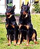 beauceron-net.de