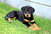 beauceron-net.de