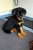 beauceron-net.de