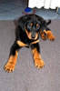 beauceron-net.de