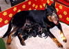 beauceron-net.de