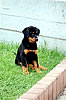 beauceron-net.de