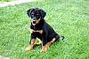 beauceron-net.de