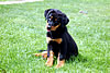 beauceron-net.de