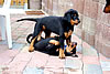 beauceron-net.de