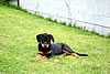 beauceron-net.de