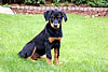 beauceron-net.de