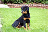 beauceron-net.de